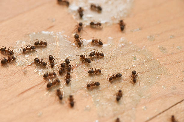 Best Pest Control Near Me  in Putney, GA
