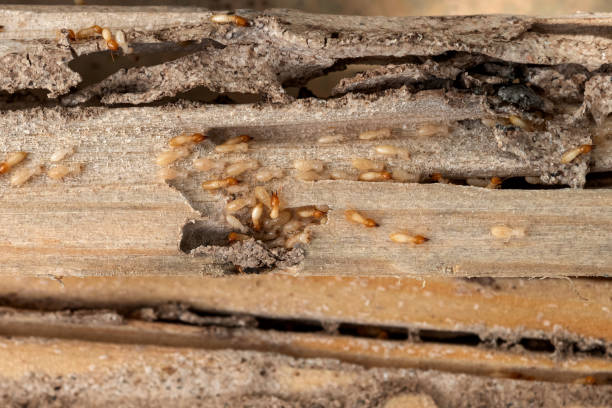 Best Pest Control Near Me in Putney, GA